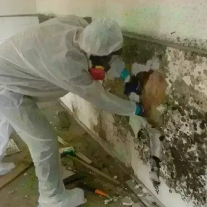 Mold Remediation and Removal in Memphis, MO